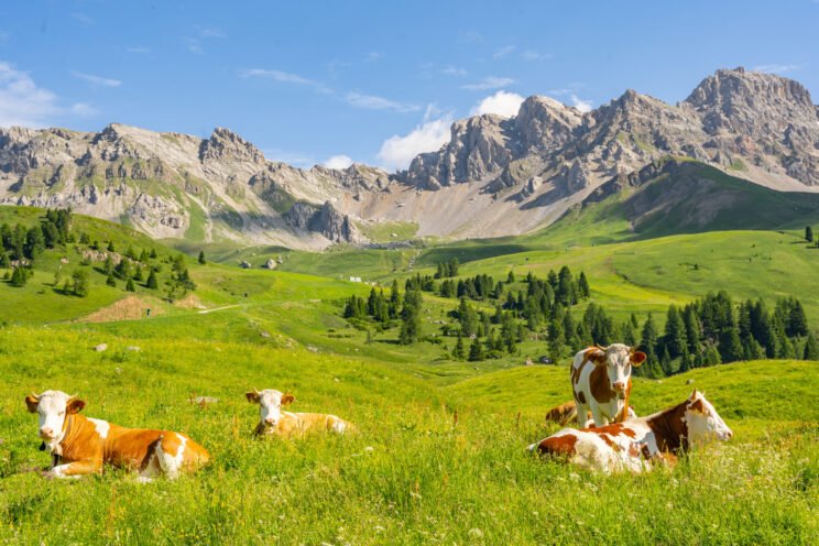 Beautiful landscape with livestock of cow grazing on pasture with green and fresh grass under blue sky in Alps