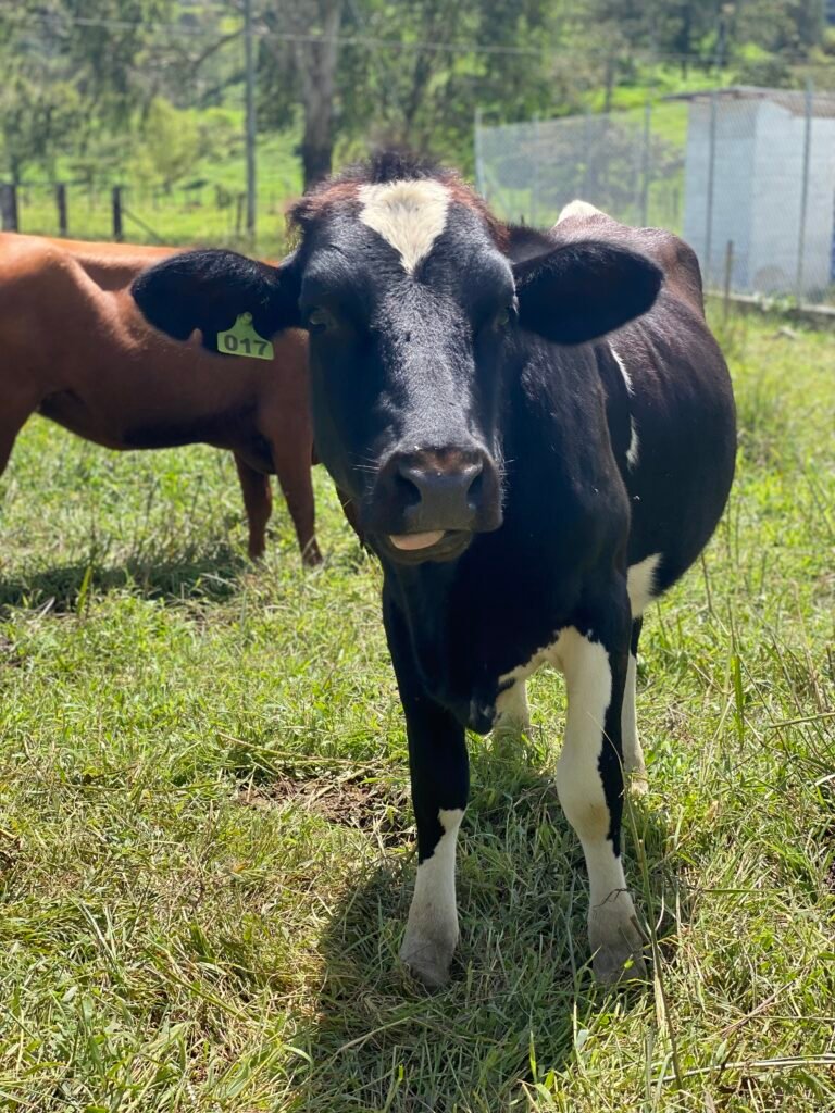 VACA CIUDADELA GANADERA